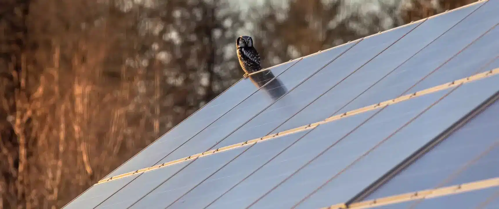 an owl sitting on a solar panel