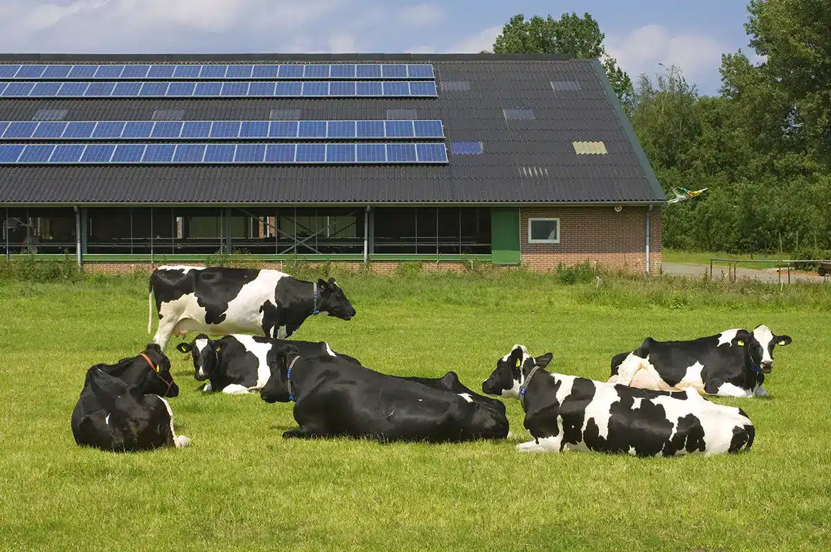 Cows in front to solar panels installed on the roof